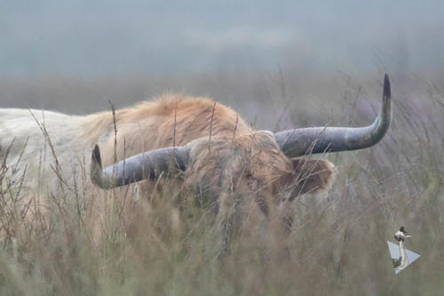 Schotse Hooglander Veluwe