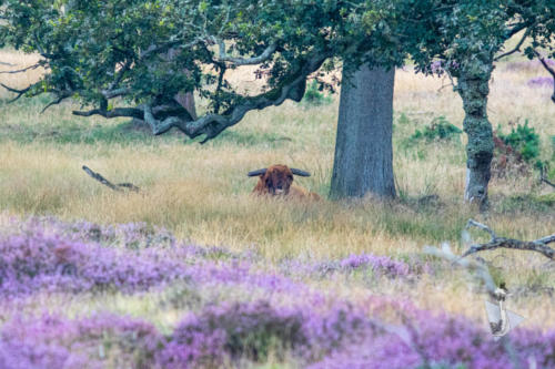 Schotse Hooglander Deelerwoud