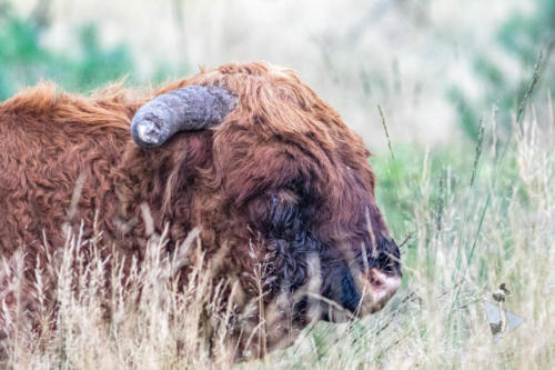 Schotse Hooglander Veluwe