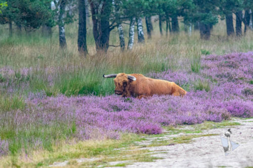 Schotse Hooglander Deelerwoud