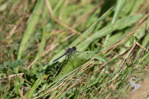 Zwarte Heidelibel