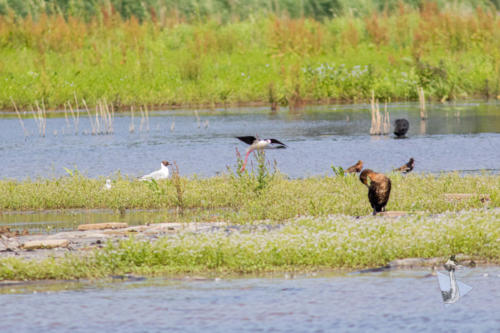 Vogels in de Nieuwe Dordtse Biesbosch