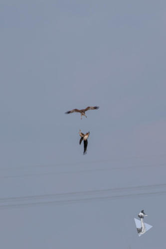 Roofvogels