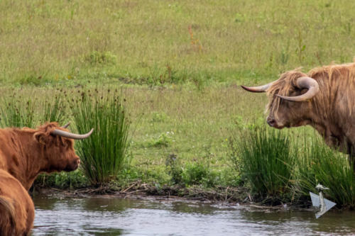 Schotse Hooglanders