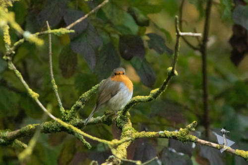 Roodborst