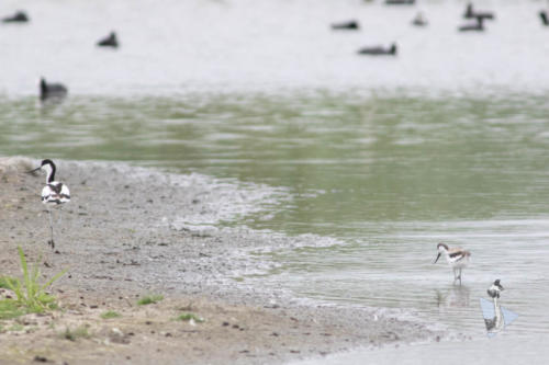 Kluut met juveniel