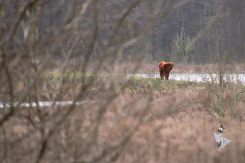 Schotse Hooglander