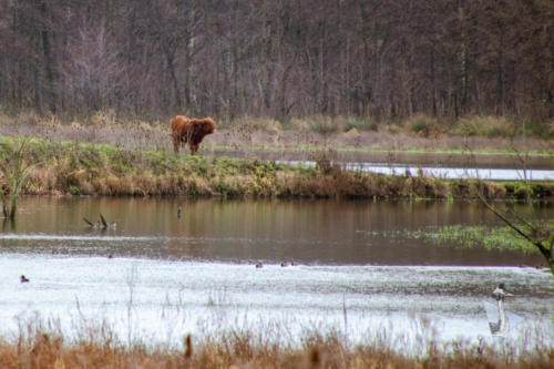 Schotse Hooglander