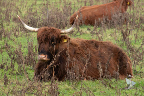 Schotse Hooglanders