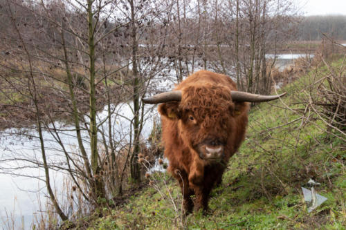 Schotse Hooglander