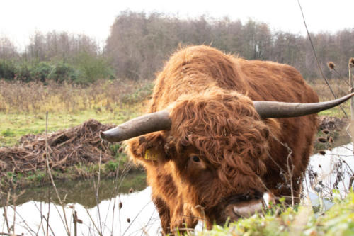 Schotse Hooglander