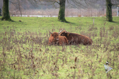 Schotse Hooglanders