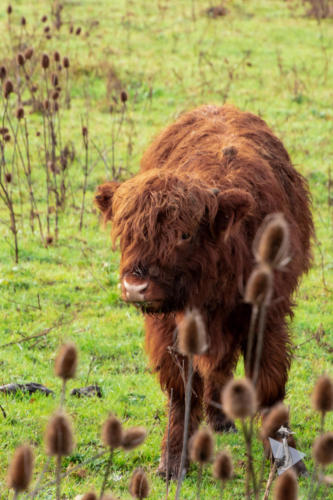 Schotse Hooglander