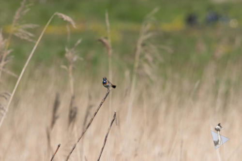 Blauwborst