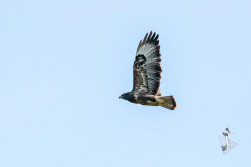 Buizerd