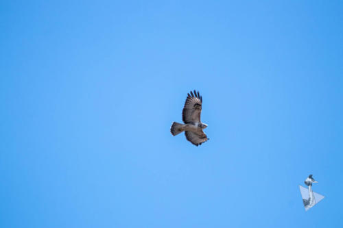 Buizerd