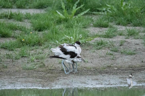 Kluut met juveniel