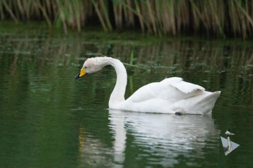 Wilde zwaan