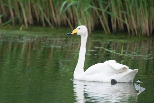 Wilde zwaan