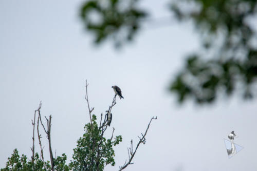 Buizerd