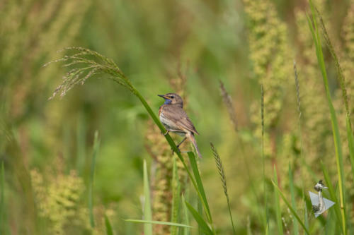 Blauwborst